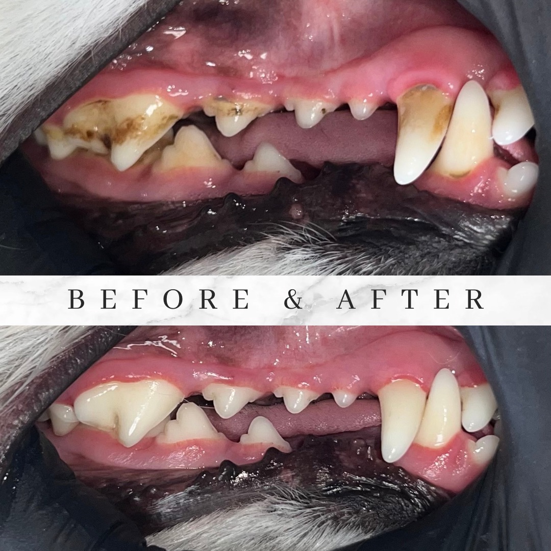 Before and after gentle in-home teeth cleaning results